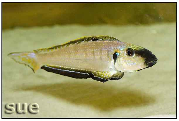 Enantiopus melanogenys 'Cape Nangu'